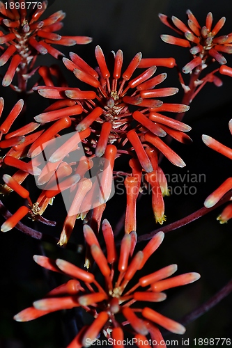 Image of Aloe striata flower