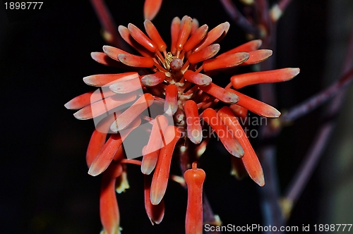 Image of Aloe striata flower