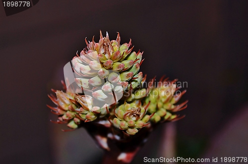 Image of Aloe striata buds