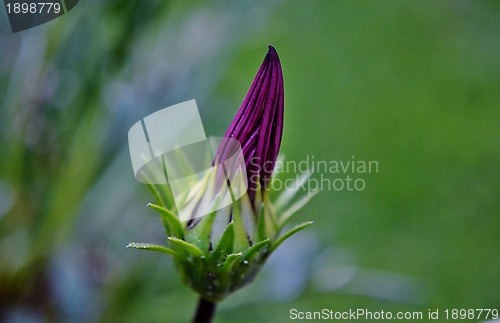 Image of Gazania krebsiana flower bud