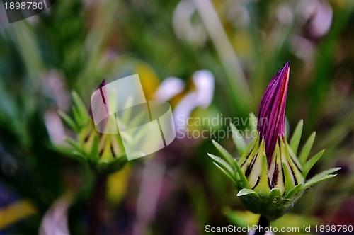 Image of Gazania krebsiana flower bud