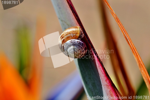 Image of Snail on stelitzia reginae