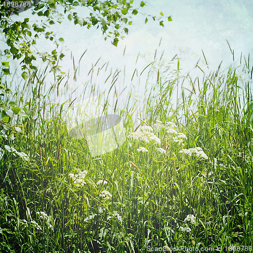 Image of vintage summer landscape