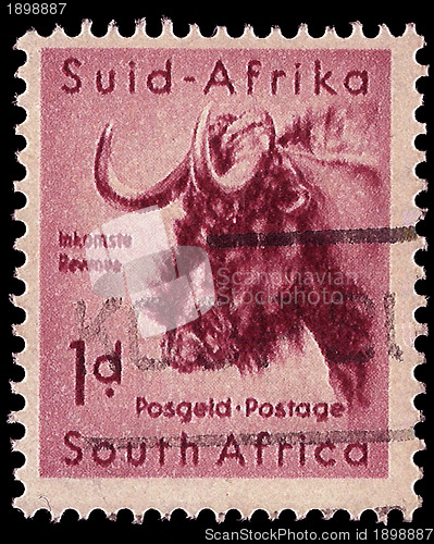 Image of South Africa Postage Stamp Black Wildebeest 1954