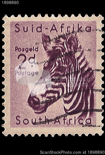 Image of South Africa Postage Stamp Mountain Zebra 1954