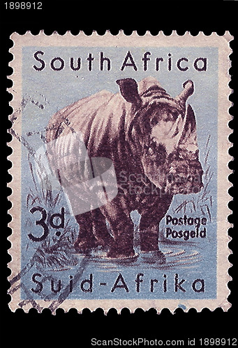 Image of South Africa Postage Stamp White Rhino 1954