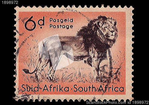 Image of South Africa Postage Stamp Lion 1954