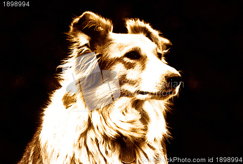 Image of Pet Border Collie Dog