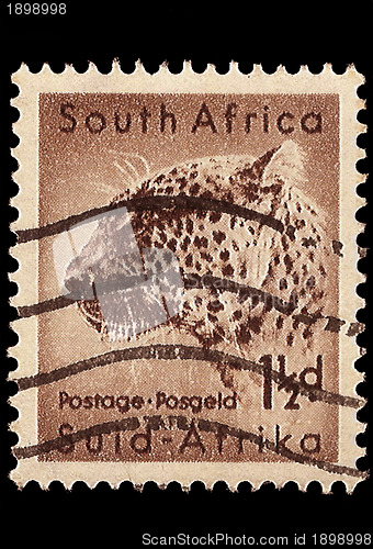 Image of South Africa Postage StampLeopard 1954
