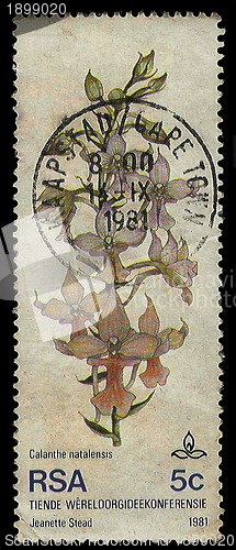 Image of South Africa Postage Stamp Orchid 1981