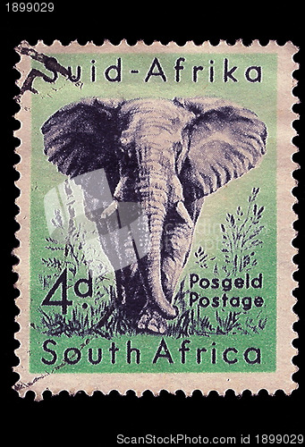 Image of South Africa Postage Stamp African Elephant 1954