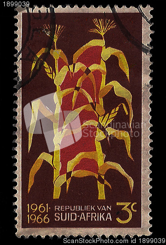 Image of South Africa Postage Stamp Maize 1966