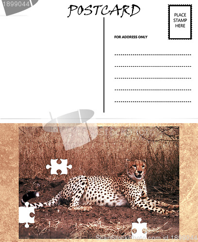 Image of Empty Blank Postcard Template Africa Cheetah Puzzle Image 