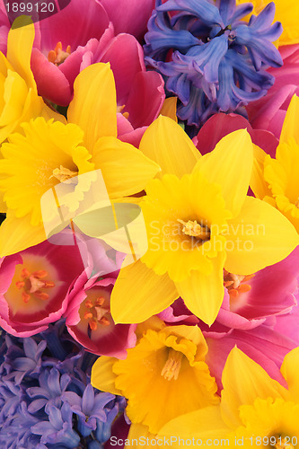 Image of Spring Flower Beauty