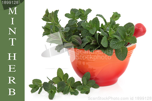 Image of Mint Herb