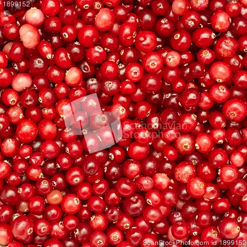 Image of Many small cranberry berries