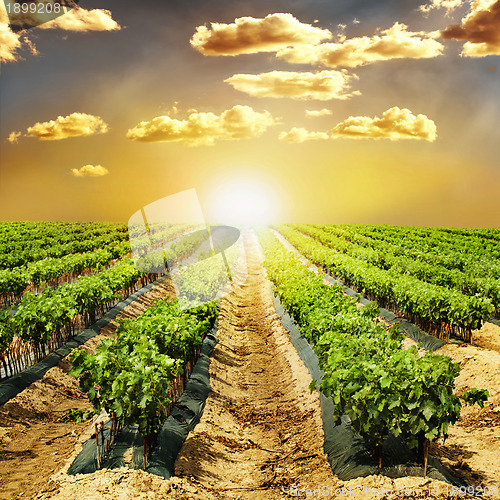 Image of Young Vineyards in rows.