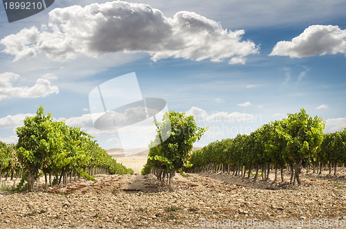 Image of Vineyards in rows and blue sky