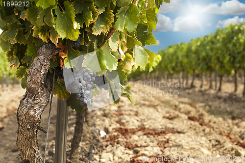 Image of Vineyards in rows and blue sky