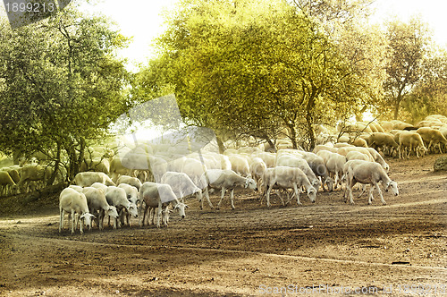 Image of Herd sheep