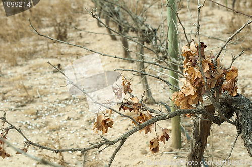 Image of Poor harvest vineyards