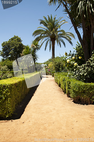 Image of Garden with green bushes