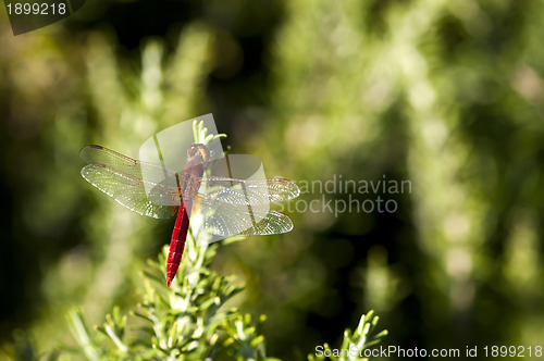 Image of Butterfly and green background