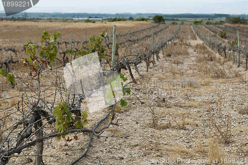 Image of Poor harvest vineyards