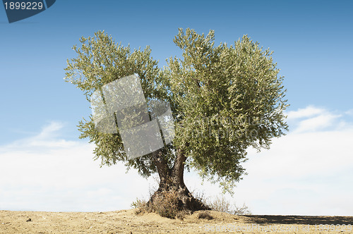 Image of Olive tree on blue sky