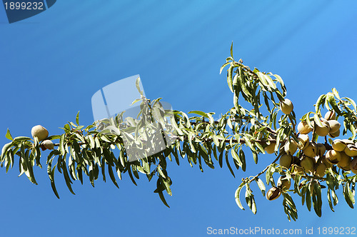 Image of Almonds on branch