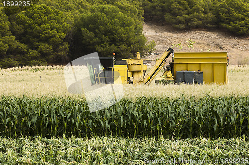 Image of Harvester reaps corn