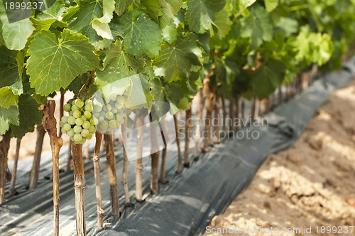 Image of Young Vineyards in rows.