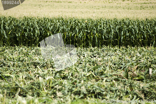 Image of Harvested corn plantation