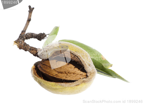 Image of Almonds and leafs