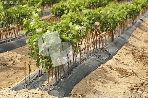 Image of Young Vineyards in rows.