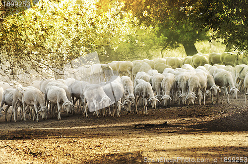 Image of Herd sheep