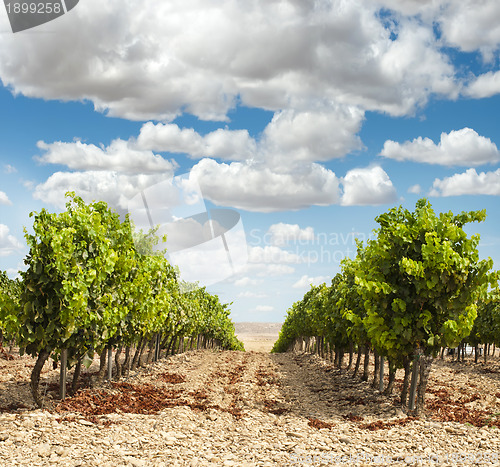 Image of Vineyards in rows and blue sky