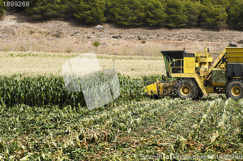 Image of Harvester reaps corn