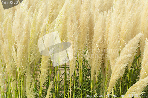 Image of Crema color fluffy plants