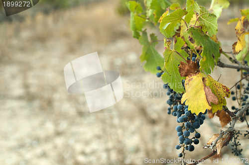 Image of Poor harvest vineyards