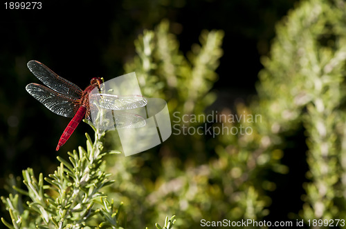 Image of Butterfly and green background