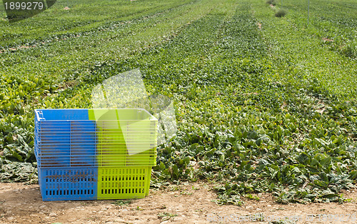 Image of Harvest Spinach in plantation