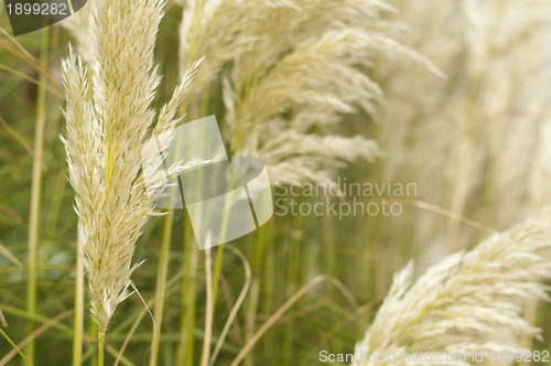 Image of Crema color fluffy plants