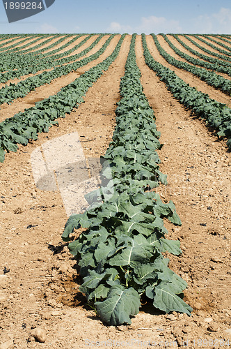Image of Cabbage plantation