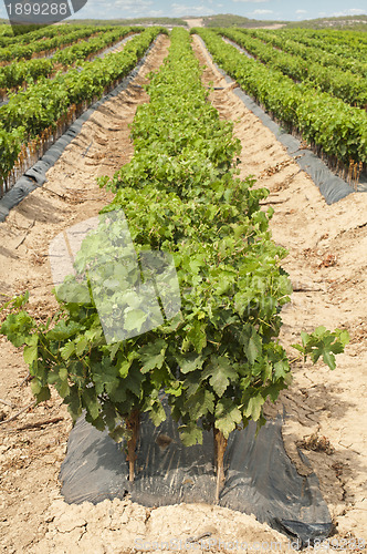 Image of Young Vineyards in rows.