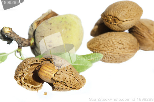 Image of Almonds and leafs