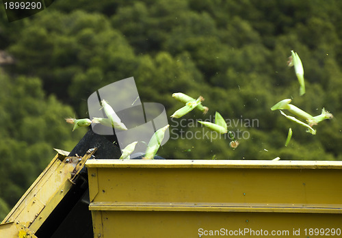 Image of Harvester reaps corn