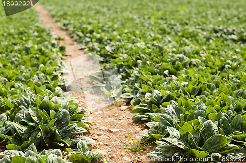 Image of Spinach plantation