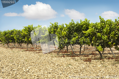 Image of Vineyards in rows and blue sky