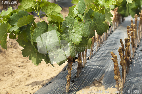 Image of Young Vineyards in rows.